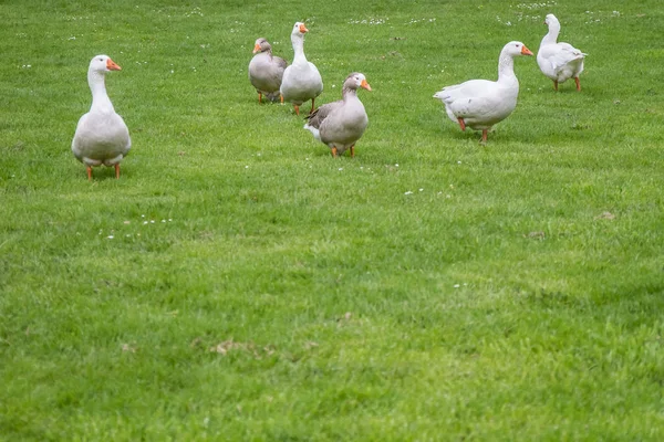 Familia de ganso en la hierba — Foto de Stock