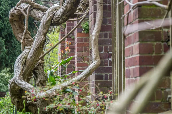 Tree in park, auckland — Stock Photo, Image