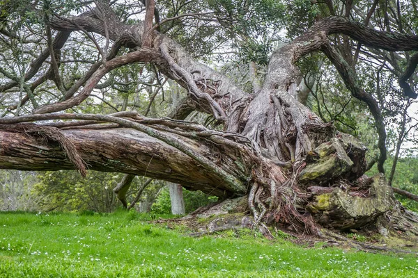 Arbre dans le parc, auckland — Photo