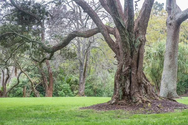 Fát a park, auckland — Stock Fotó