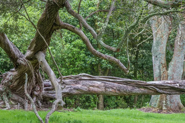 Tree in park, auckland — Stock Photo, Image