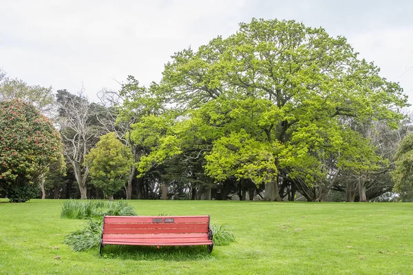 Tree in park, auckland — Stock Photo, Image