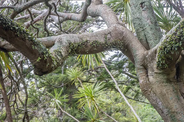 Arbre dans le parc, auckland — Photo