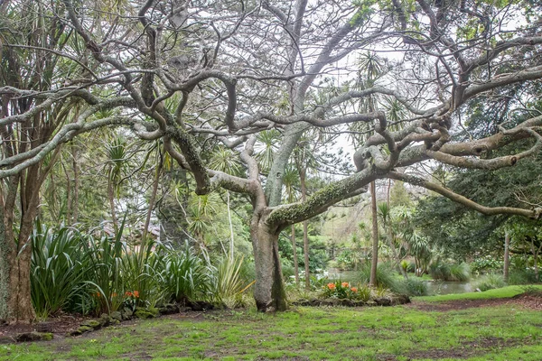 Tree in park, auckland — Stock Photo, Image