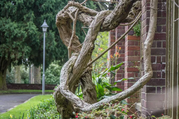 Árbol en el parque, auckland — Foto de Stock