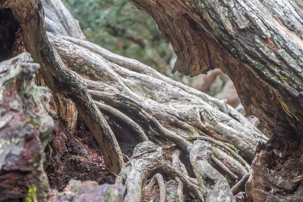 Tree in park, auckland — Stock Photo, Image