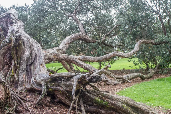 公園、オークランドのツリー — ストック写真