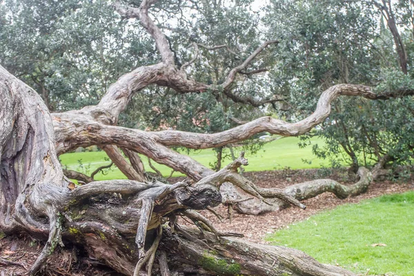 公園、オークランドのツリー — ストック写真