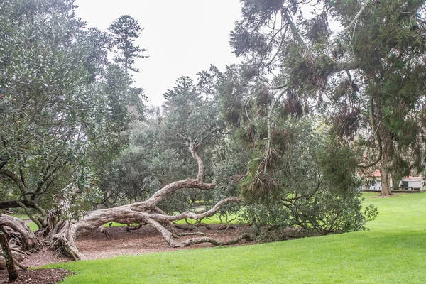 Boom in park, auckland — Stockfoto