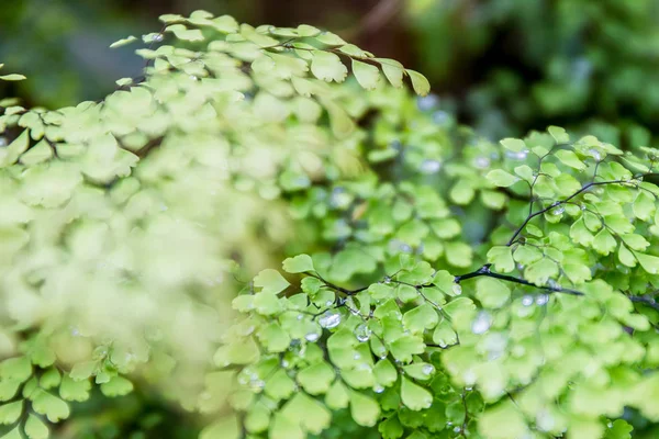 Gocce d'acqua sulle foglie — Foto Stock