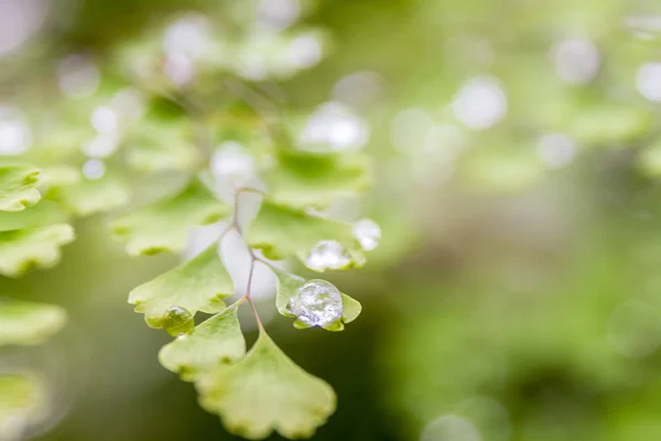 Gotas de agua en las hojas — Foto de Stock