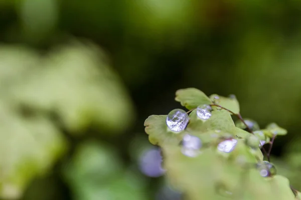 Gotas de agua en las hojas — Foto de Stock