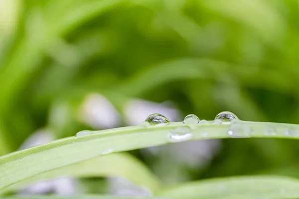 Gotas de agua en las hojas — Foto de Stock