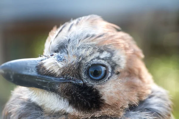 Bird's head and closeup of eye — Stock Photo, Image