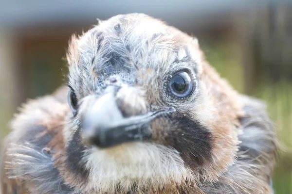 Cabeza de pájaro y primer plano del ojo — Foto de Stock