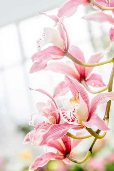 Όμορφη ορχιδέα λουλούδια Royalty Free Φωτογραφίες Αρχείου