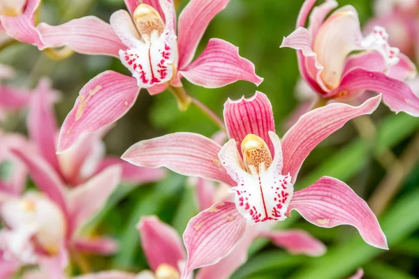 Schöne Orchideenblüten Stockbild