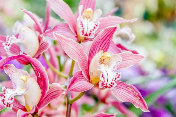 Schöne Orchideenblüten Stockfoto