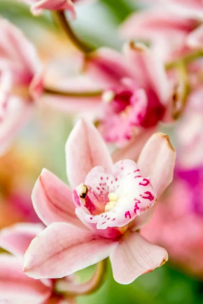 Όμορφη ορχιδέα λουλούδια Royalty Free Φωτογραφίες Αρχείου