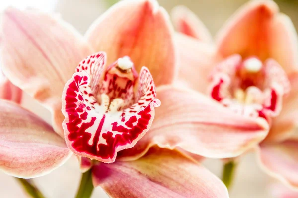 Όμορφη ορχιδέα λουλούδια Royalty Free Εικόνες Αρχείου