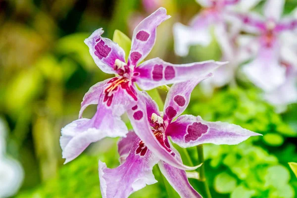 Schöne Orchideenblüten Stockfoto