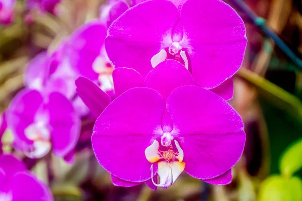 Schöne Orchideenblüten Stockbild