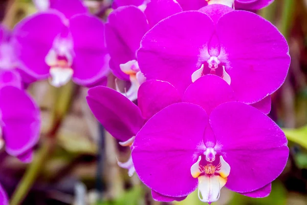 Lindas flores de orquídea Imagens De Bancos De Imagens Sem Royalties