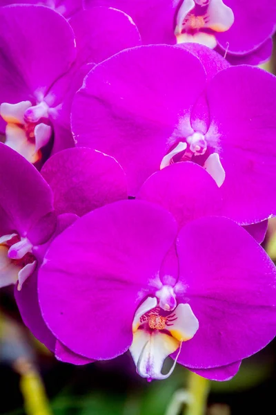 Schöne Orchideenblüten Stockbild