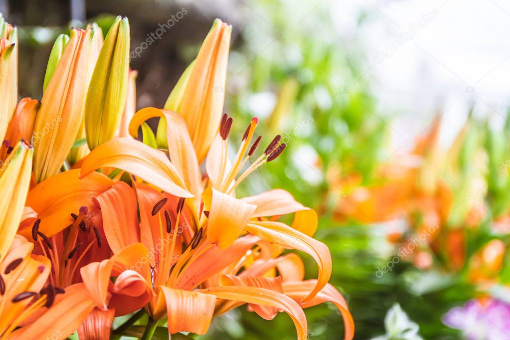 lily flowers on natural background