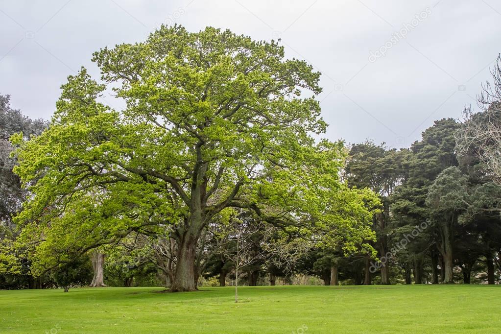 tree in park, auckland