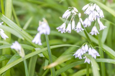 Beyaz Orman Çiçekleri 