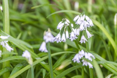 Beyaz Orman Çiçekleri 