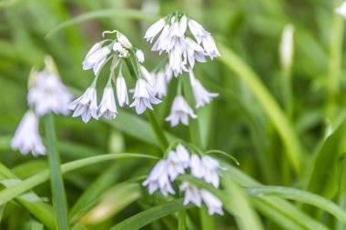 Beyaz Orman Çiçekleri 