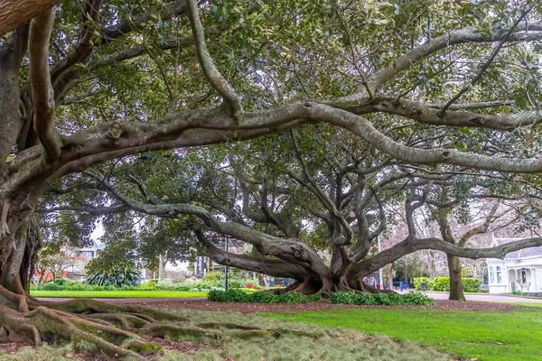 Buttress wortels van Moreton Bay fig tree — Stockfoto