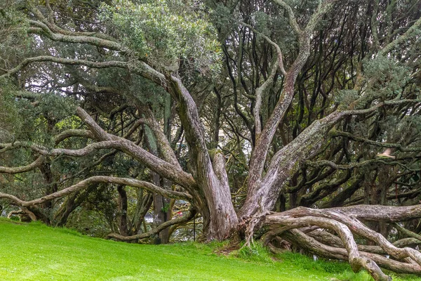 Buttress roots of Moreton Bay fig tree — Stock Photo, Image