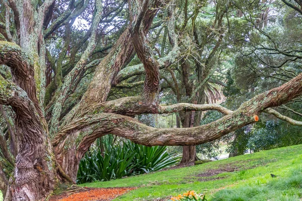 Raízes de buttress da figueira de Moreton Bay — Fotografia de Stock