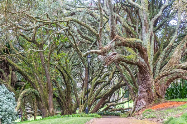 Buttress roots of Moreton Bay fig tree — Stock Photo, Image