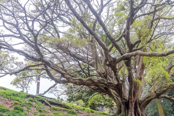Buttress roots of Moreton Bay fig tree — Stock Photo, Image
