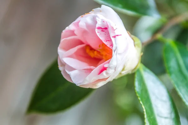 Verse rose bloem — Stockfoto