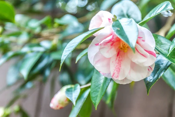 Verse rose bloem — Stockfoto