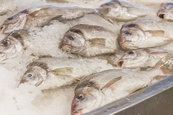 Balık pazarı, taze deniz ürünleri — Stok fotoğraf