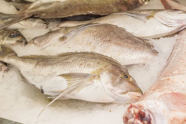 Fresh seafood at fish market — Stock Photo, Image