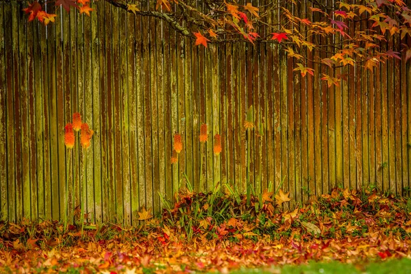 Gouden herfst bomen — Stockfoto