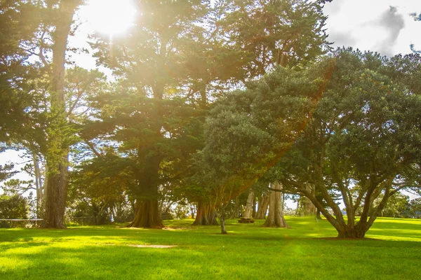 Árboles en un parque, auckland — Foto de Stock