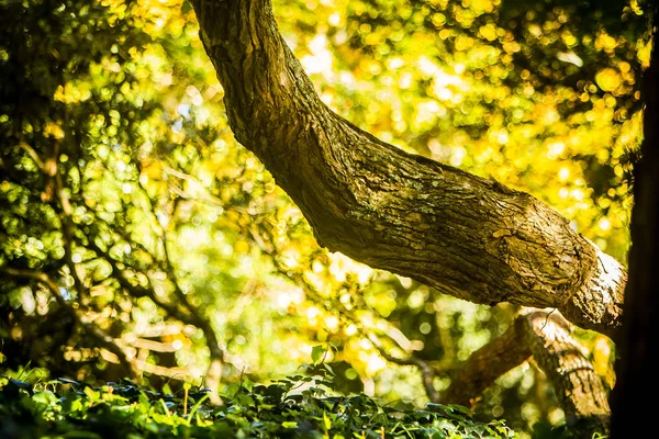 Grands arbres dans le vieux parc — Photo