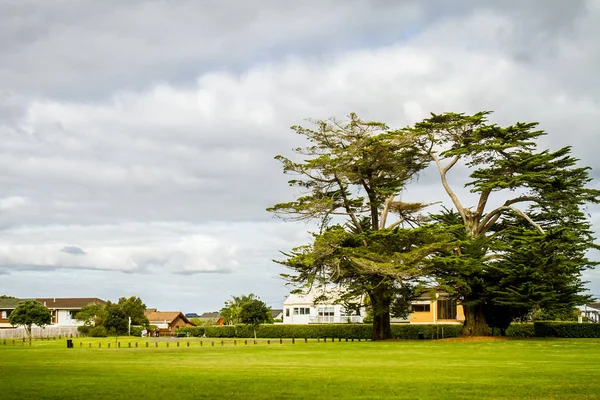 Träden i en park, auckland — Stockfoto
