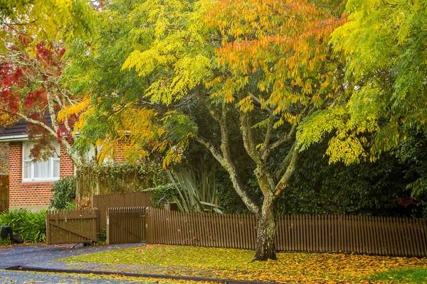 Golden autumn trees — Stock Photo, Image