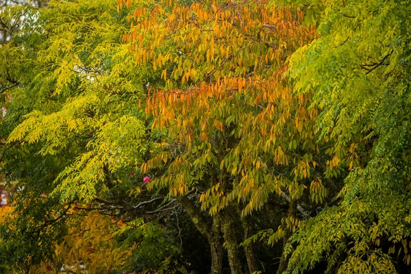 Arbres d'automne dorés — Photo