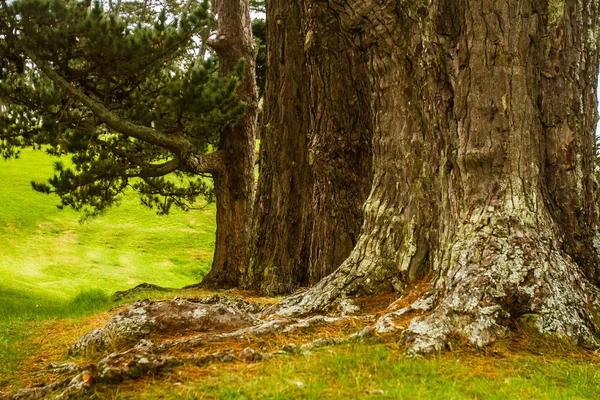 Bomen in een park, auckland — Stockfoto