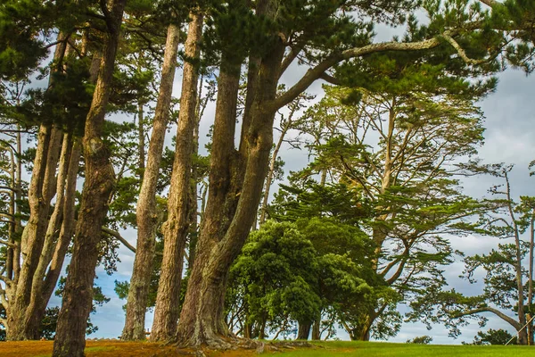 Árvores em um parque, auckland — Fotografia de Stock